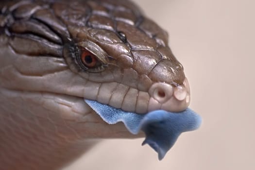 The blue tongue of this lizard is so large that sometimes it can hardly fit in the mouth. Drink here after the water.