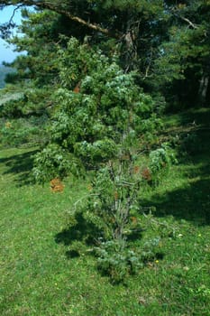 Juniper