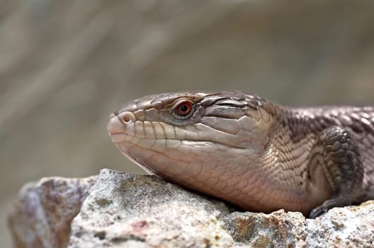 Blue-tongued skink
