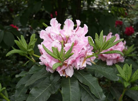 Rhododendrons belong to the oldest genera of our plant world,their origin and The main distribution is in Asia. There they grow on mountain slopes with a high humidity and evenly throughout the year distributed rainfall. Rhododendron