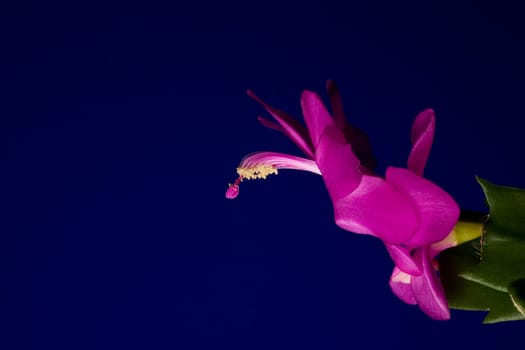 Flower of a Christmas cactus (Schlumbergera x bridgesii) sideways into the picture with diffuse lighting