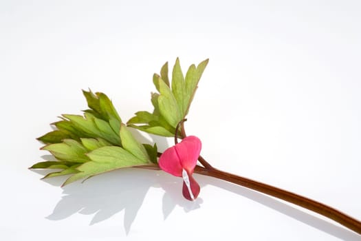 Single tearful heart and a leaf lying on white background
