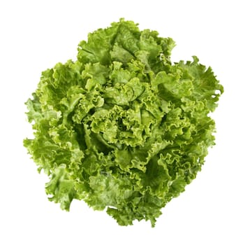 Head of lettuce