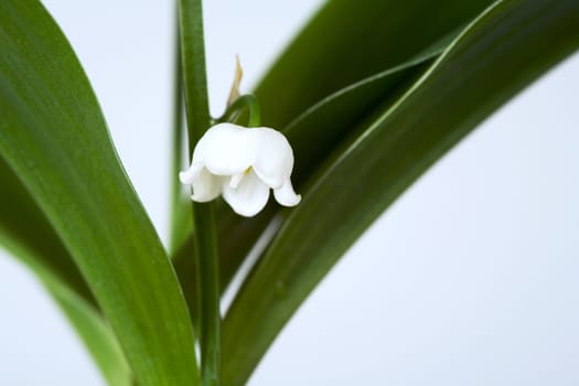 lily of the valley