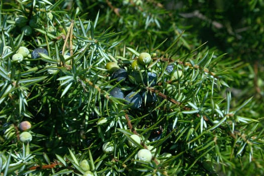 Juniper