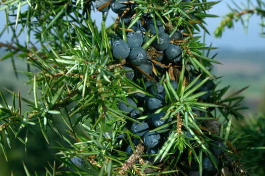 Juniper