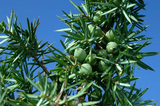 Juniper