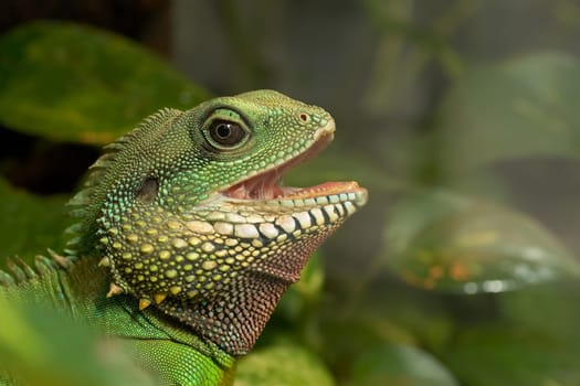 cheerful water dragon