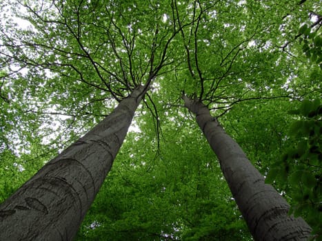 2 giant beech trees