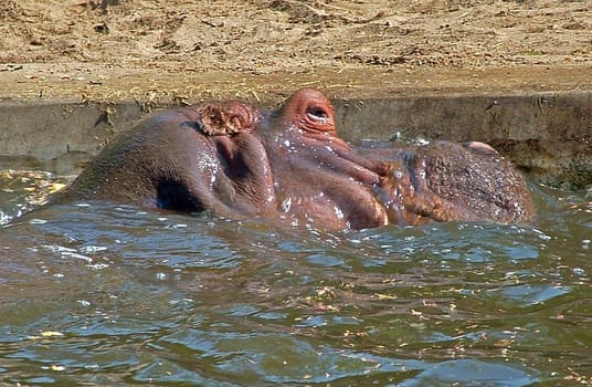 Hippopotamus