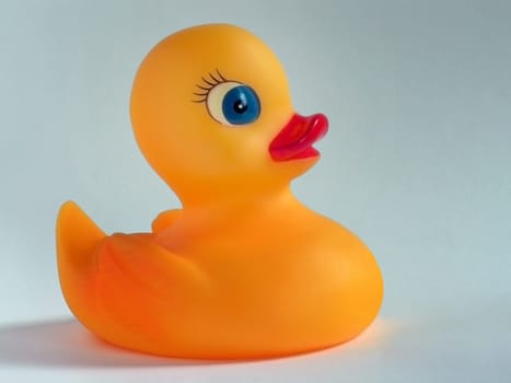 My Quiche Duck