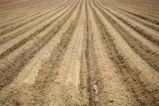 Accurately made furrows in a field for carrot cultivation