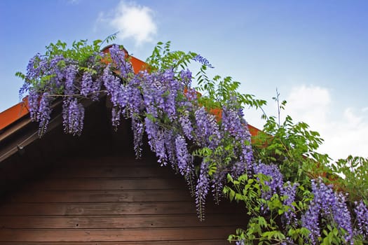Gable Striker