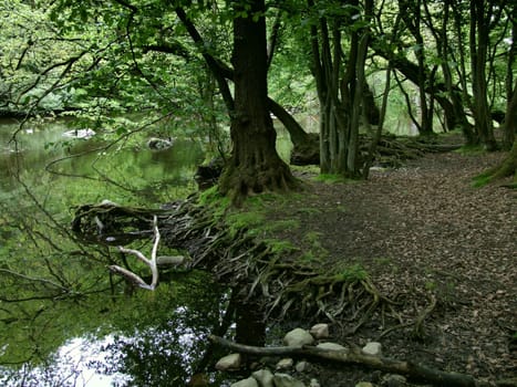 Im Auwald 2