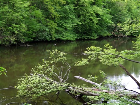 Fallen trees in the Schwentine Valley
