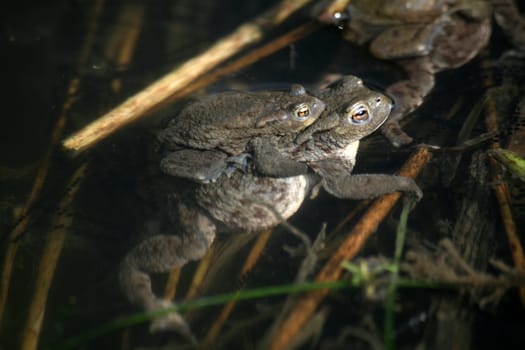 Spawning waters with frogs
