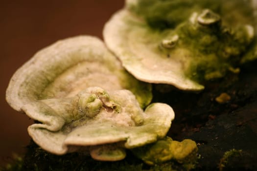 White-green tree fungi