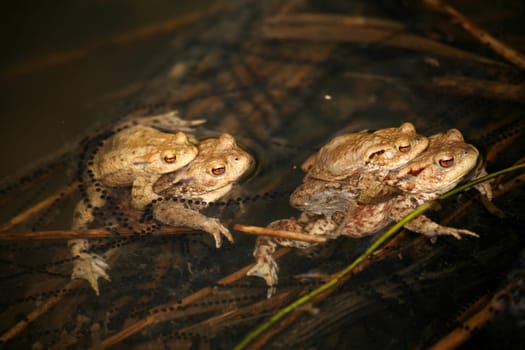 Spawning waters with frogs