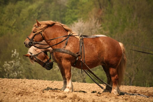 Nostalgic tillage with two magnificent cold-blooded horses