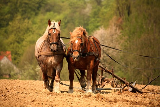 Nostalgic tillage with two magnificent cold-blooded horses