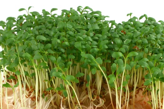 Cress