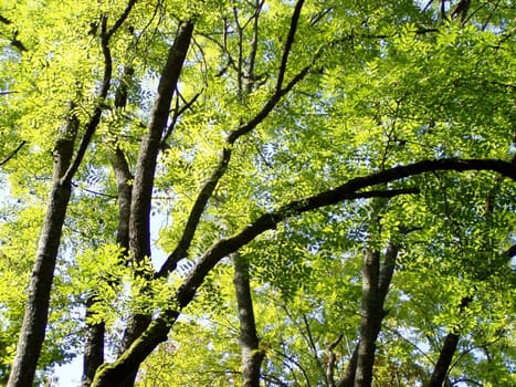 Green trees in spring