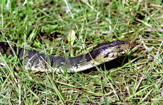 ---Negative snake discovered and photographed in the wild during a canoe trip through the Everglades.