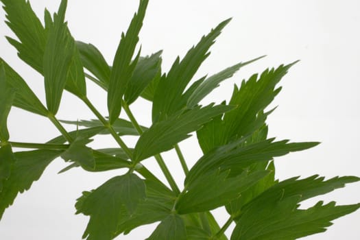 Lovage Maggi herb