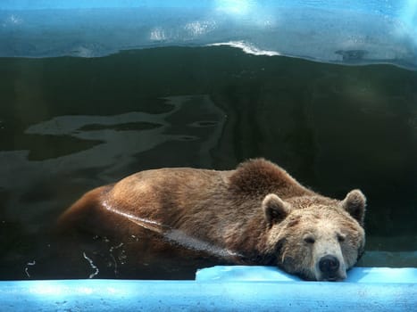 Tired Bear