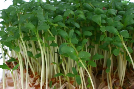 Cress