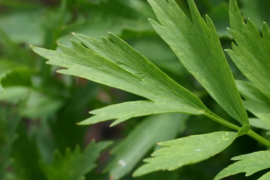 Lovage Maggi herb
