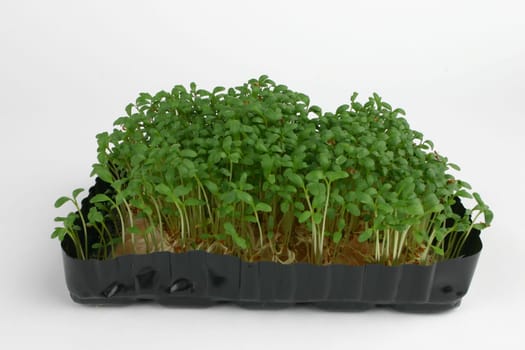Cress