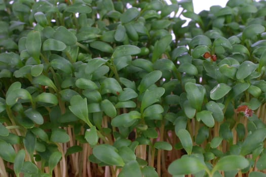 Cress