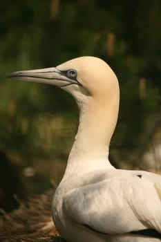 Sula bassana