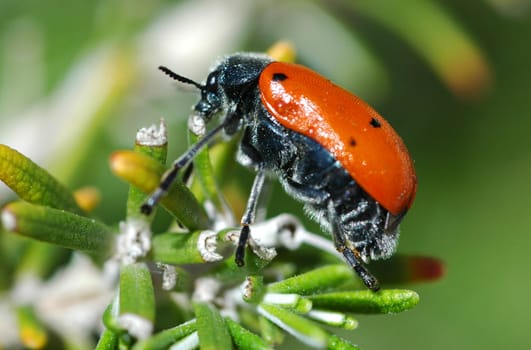 Many thanks to Jürgen,who was able to tell me what this animal is called.