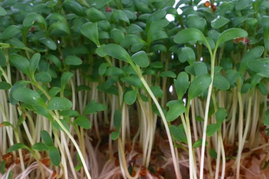 Cress