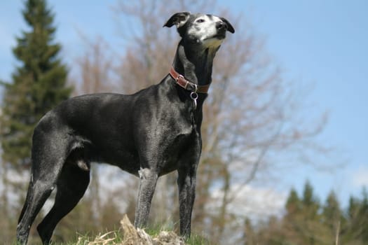 Sammy,at the top