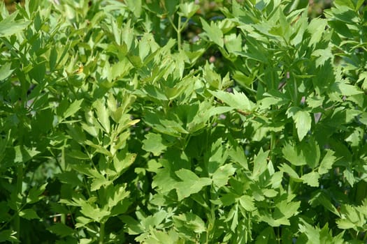 Lovage Maggi herb
