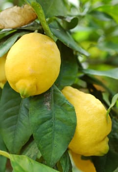 Picking is just awesome. Taken in our garden in Javea,Spain.