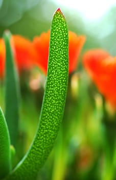 Chlorophyll