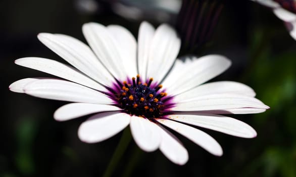Floret