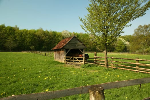 Pasture with stable and cows