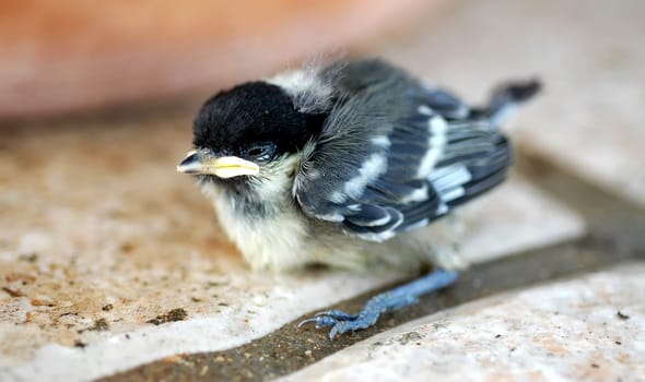Suddenly,this little thing landed at our feet.