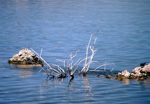 A barren life