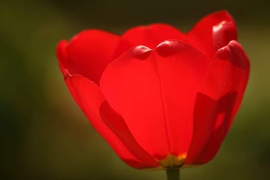 Red garden tulip in backlight