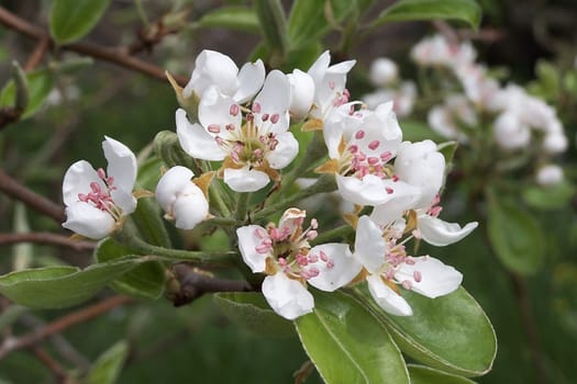 Fruit tree blossom