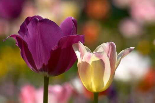 Tulips in backlight (1)