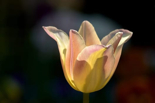 Tulip in backlight