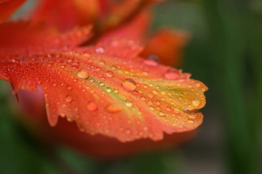 DROP