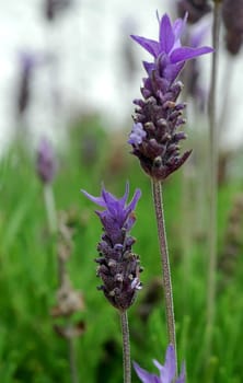 Lavender